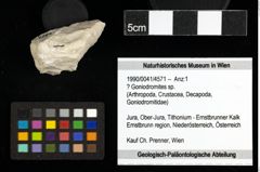 Foto (Objekt + Etiketten) von ? Goniodromites sp. 